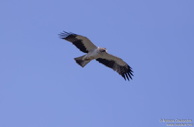 Booted Eagle