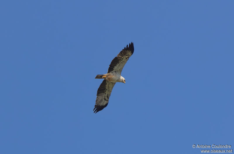 Aigle de Wahlbergadulte, Vol