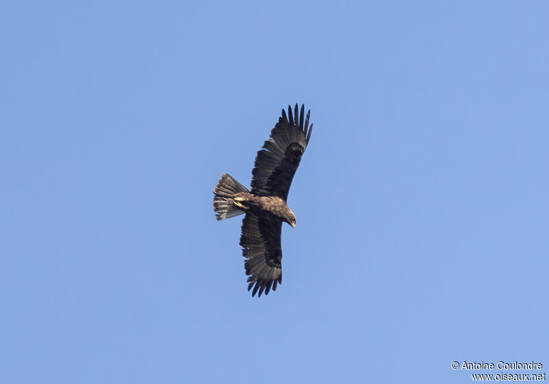 Aigle de Wahlbergadulte