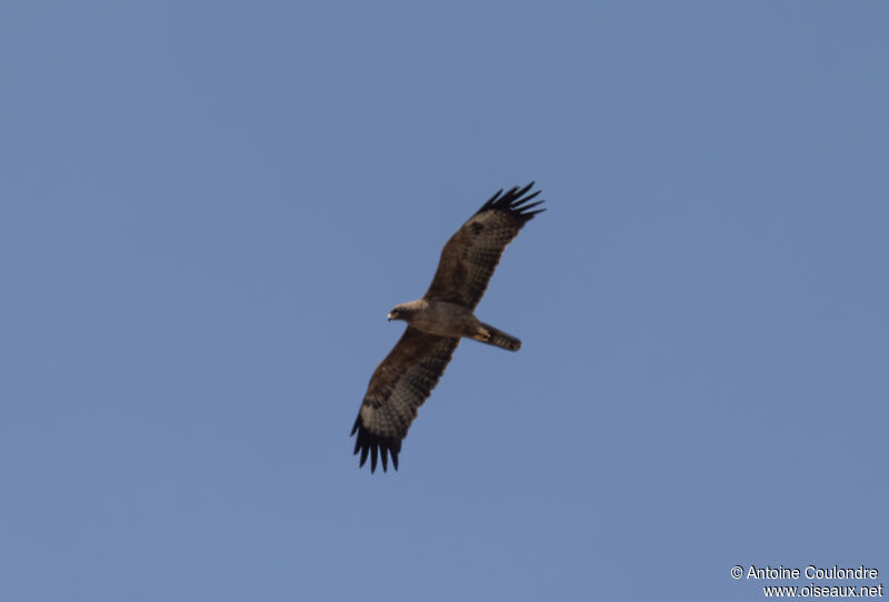 Aigle de Wahlbergadulte, Vol