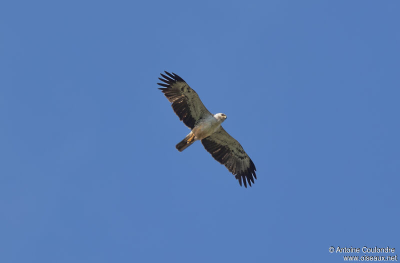 Aigle de Wahlbergadulte, Vol