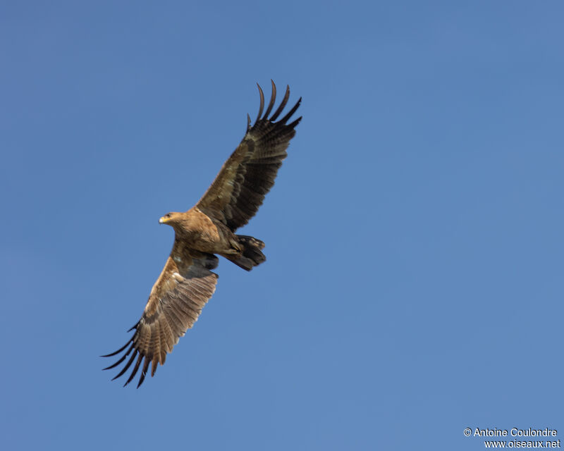 Aigle des steppesadulte, Vol