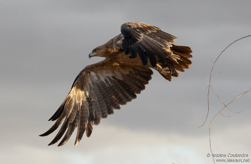 Steppe Eagle