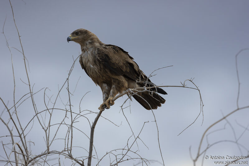 Steppe Eagle