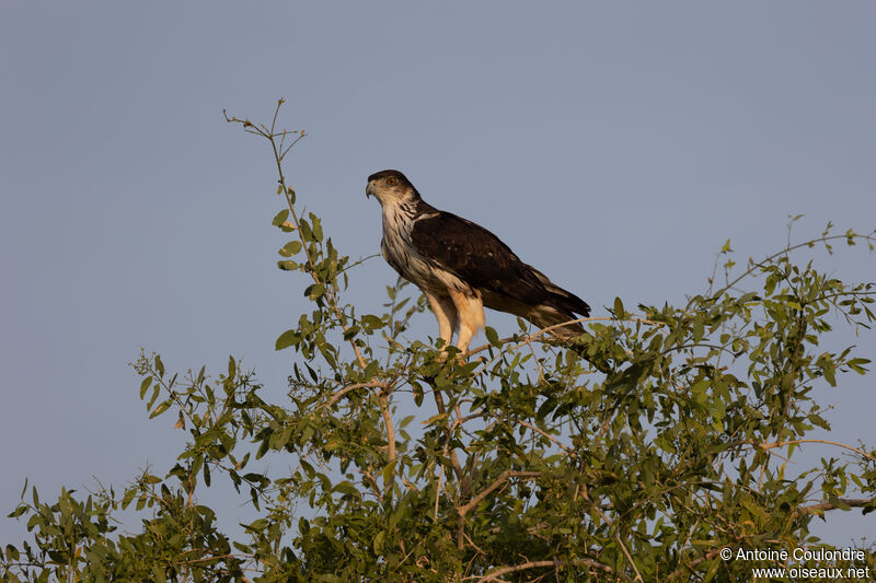 Aigle fascié