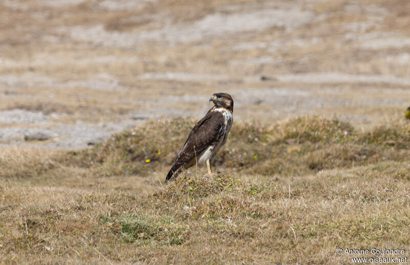 Aigle fasciéimmature, marche