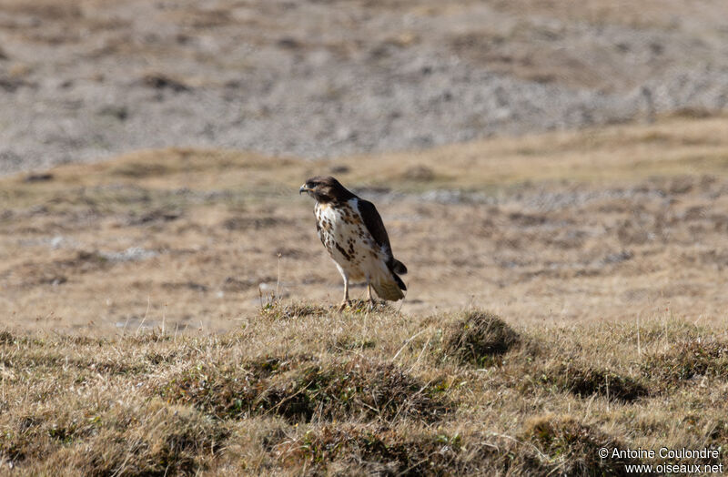 Aigle fasciéimmature, marche