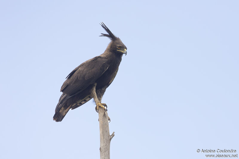 Long-crested Eagle