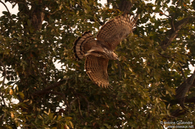 Aigle huppé