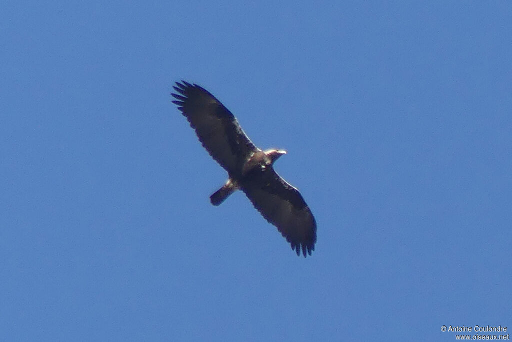 Aigle ibériqueadulte, Vol