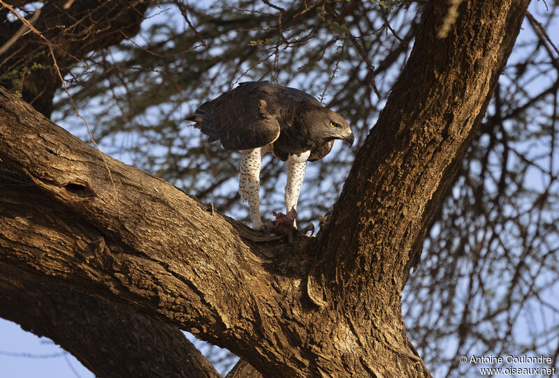 Martial Eagle