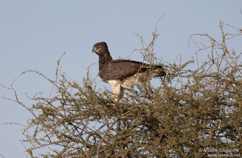 Martial Eagle