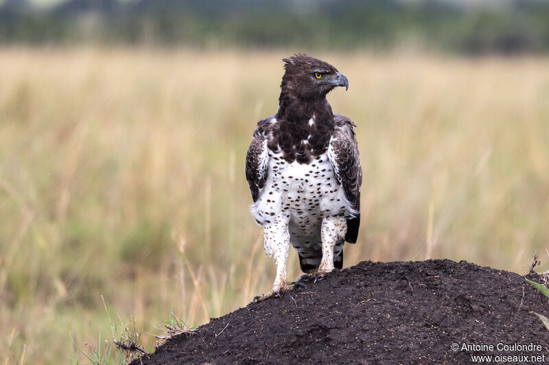 Aigle martial