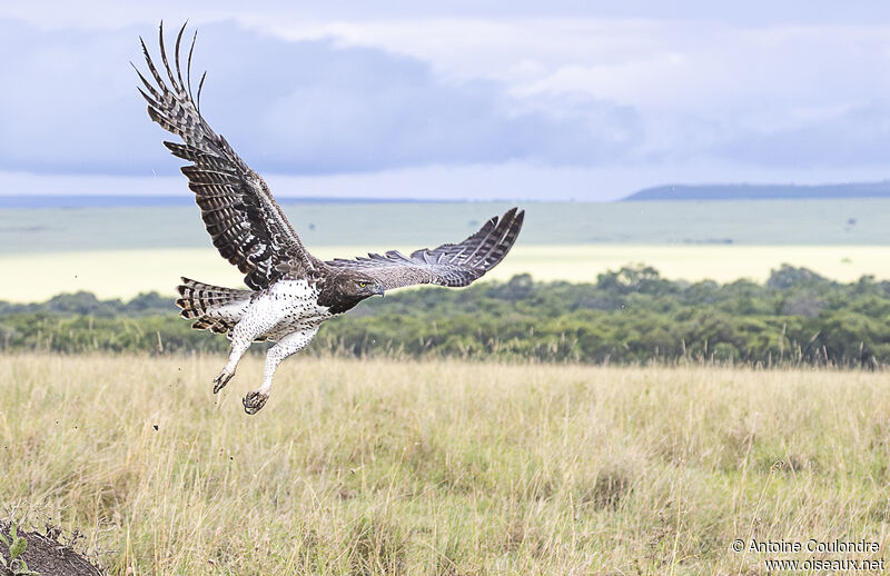 Martial Eagle