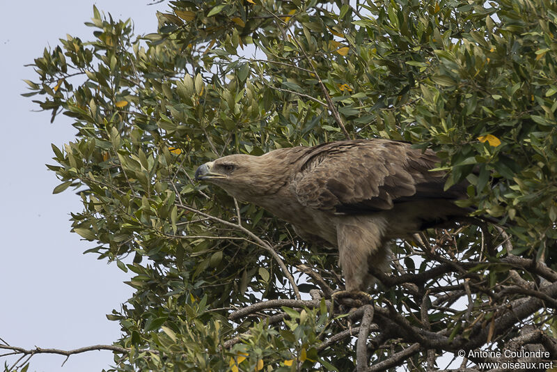 Aigle ravisseur