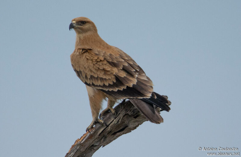 Aigle ravisseurjuvénile