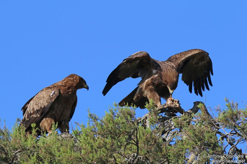 Aigle ravisseuradulte