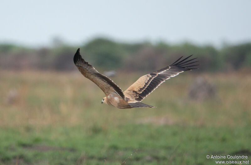 Aigle ravisseurjuvénile, Vol