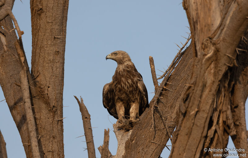 Aigle ravisseuradulte