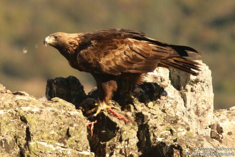 Golden Eagle female adult, eats