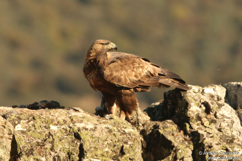 Aigle royal mâle adulte, mange