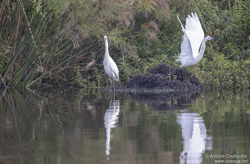 Little Egretadult