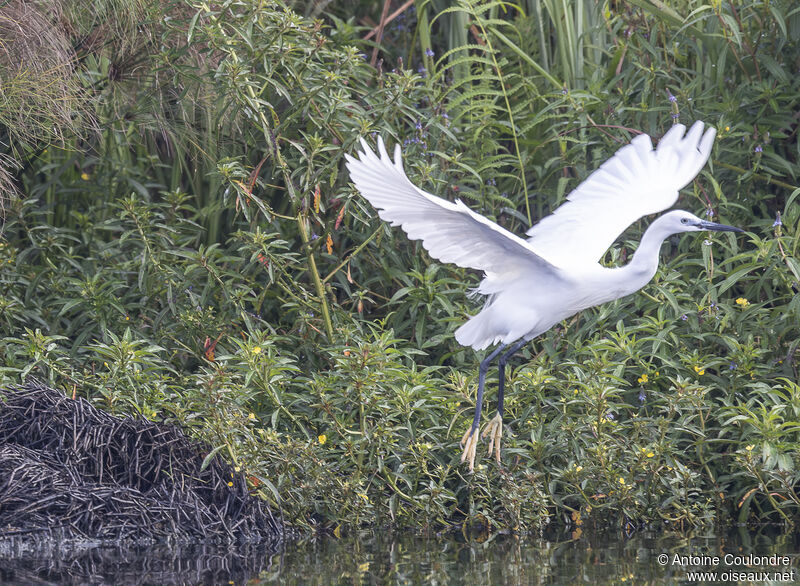 Little Egretadult, Flight