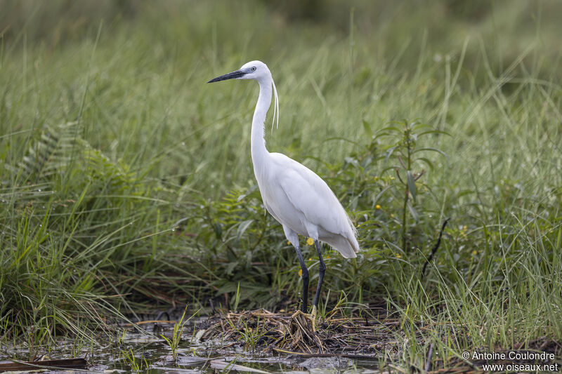 Little Egretadult