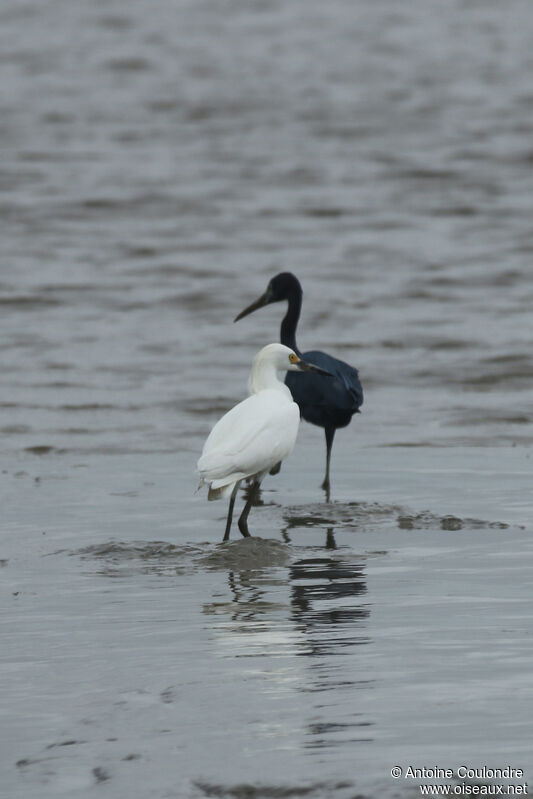 Aigrette neigeuseadulte