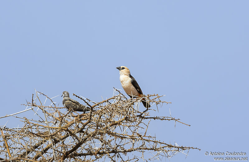 White-headed Buffalo Weaveradult breeding