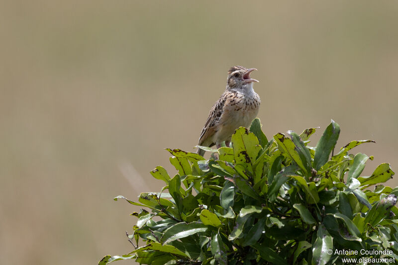 Rufous-naped Larkadult breeding, song