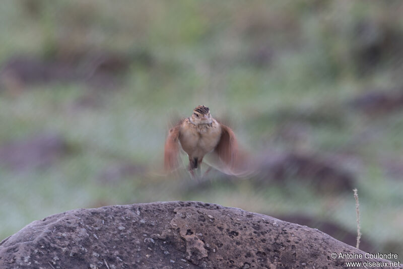 Rufous-naped Larkadult breeding, courting display