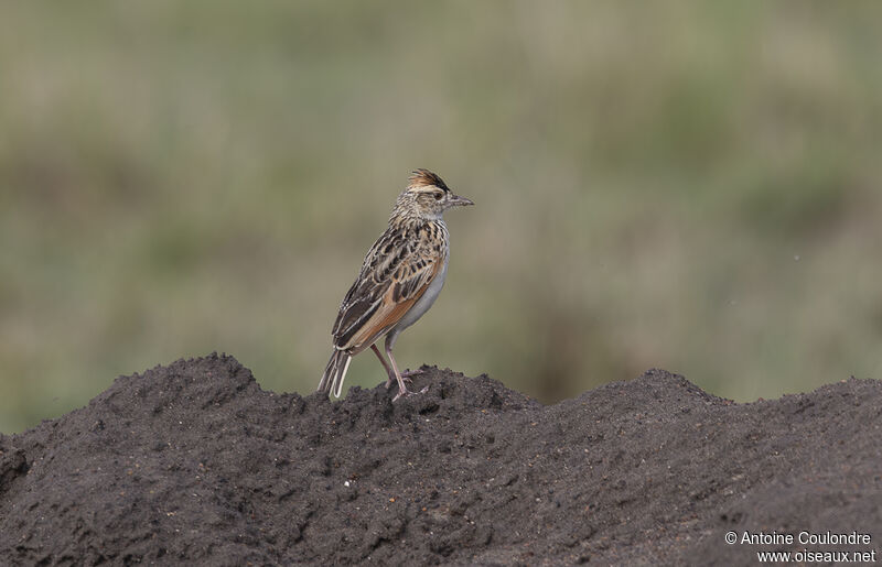 Rufous-naped Larkadult breeding