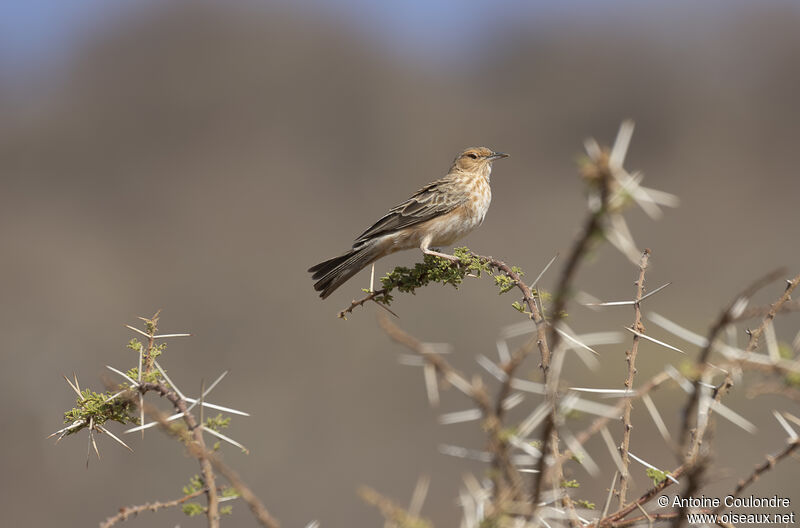 Pink-breasted Lark