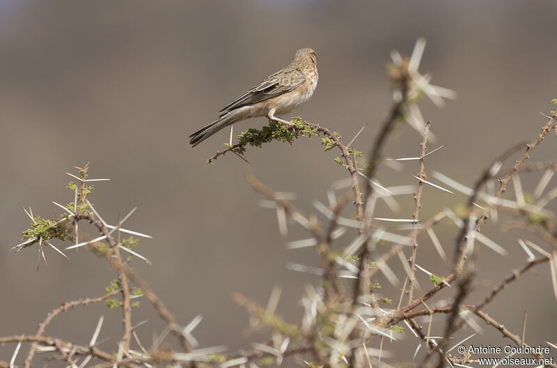 Pink-breasted Lark