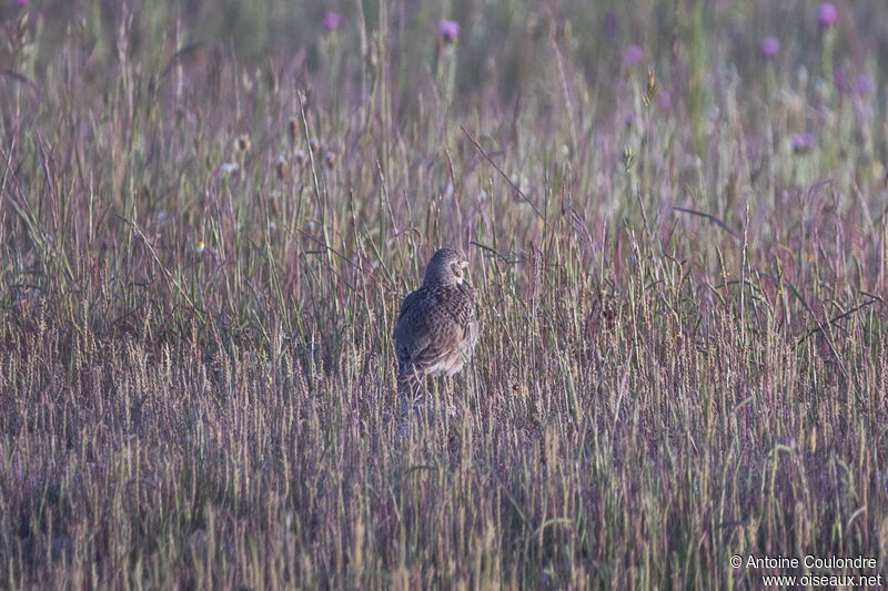 Calandra Larkadult breeding