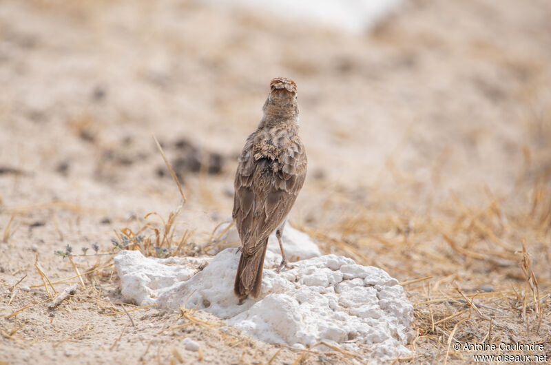 Spike-heeled Larkadult