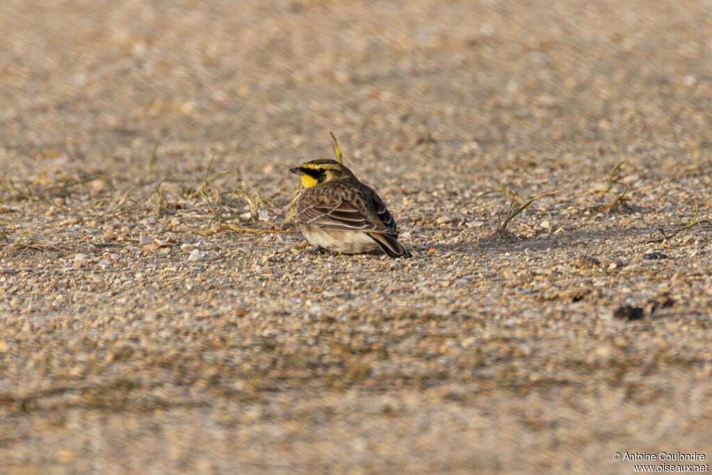 Alouette haussecol - Alouette hausse-col<br />adulte internuptial