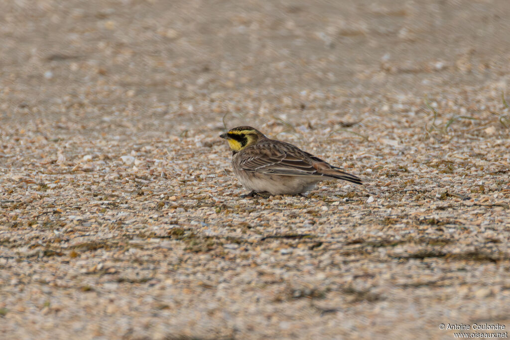 Alouette haussecol - Alouette hausse-col<br />adulte internuptial