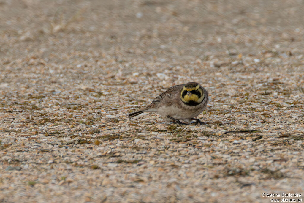 Alouette haussecol - Alouette hausse-col<br />adulte internuptial