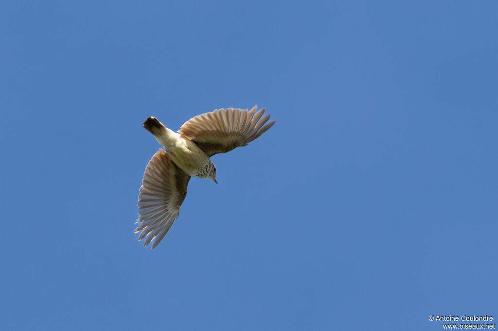 Woodlark