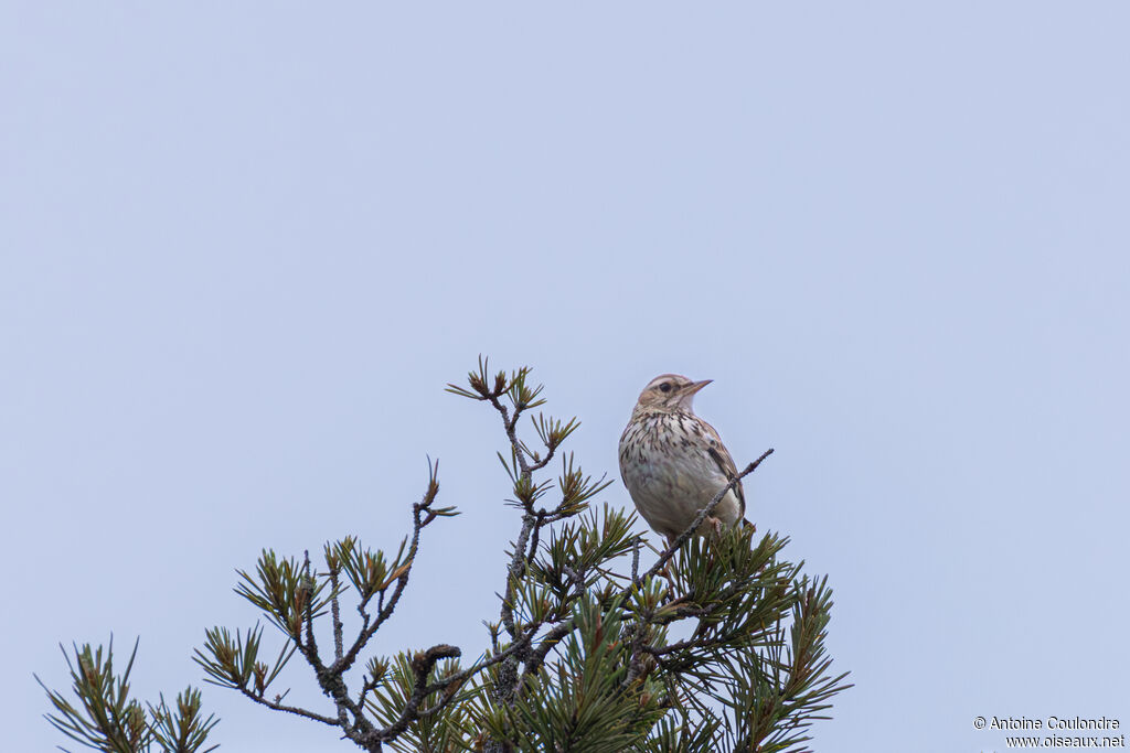 Woodlark