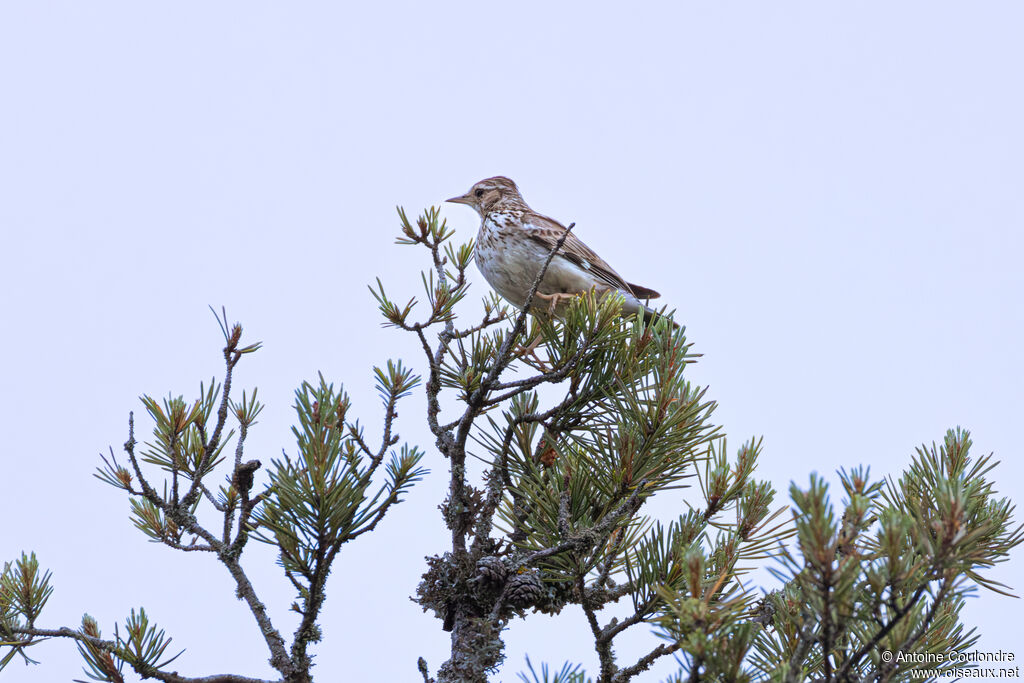 Woodlark