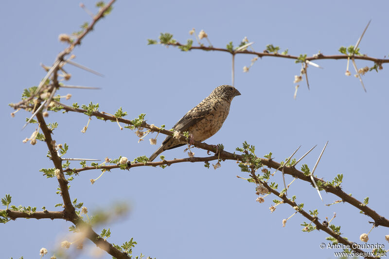 Cut-throat Finch female adult breeding