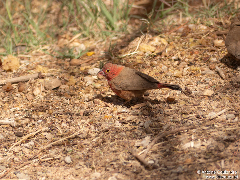 Red-billed Firefinch male adult