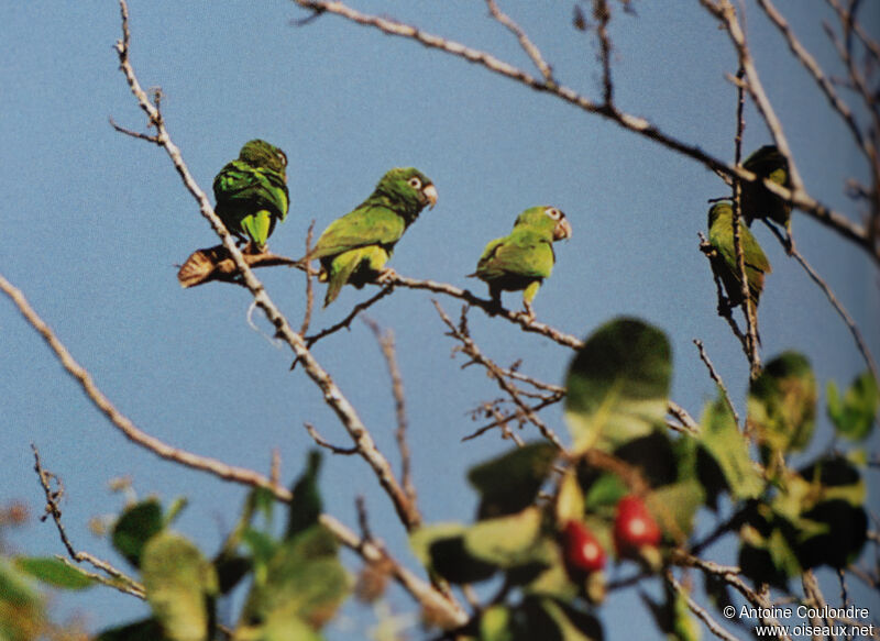 Mealy Amazonadult