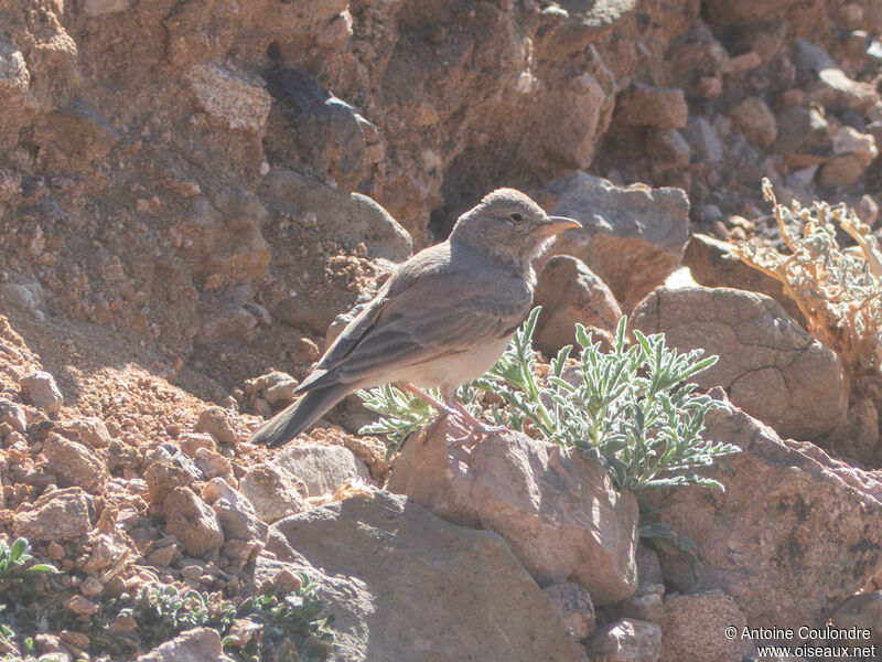 Desert Larkadult