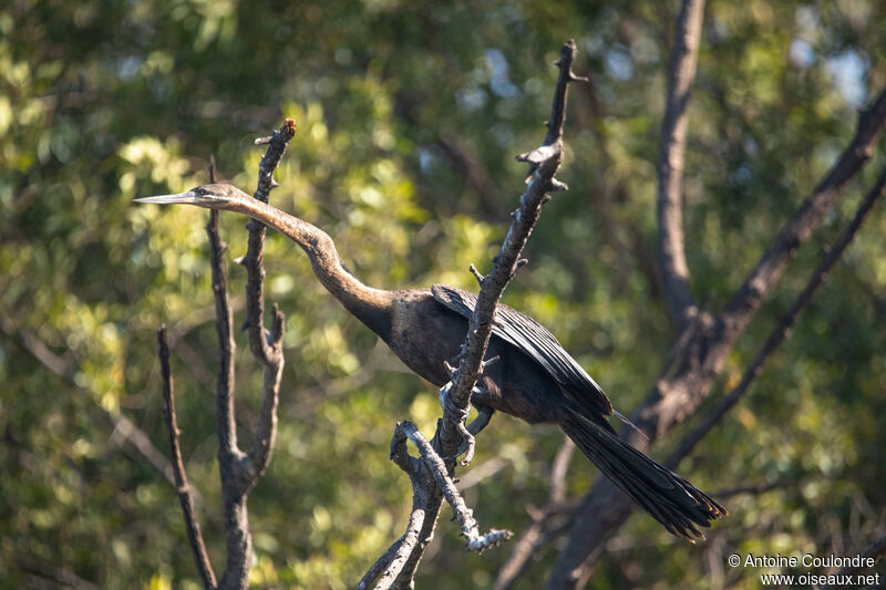 Anhinga d'Afriqueadulte