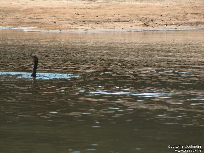 Anhinga d'Amériqueadulte