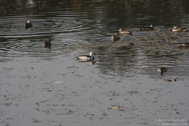 Cotton Pygmy Goose